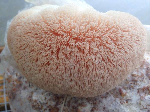 Jeringa Forest Organics para Hongos
