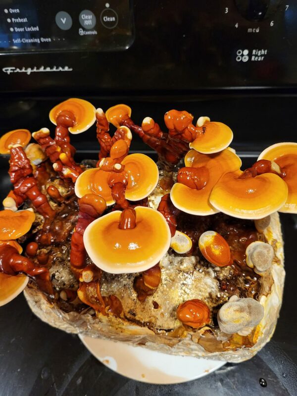 Kit cultivo hongo Reishi sin botella rociadora incluida