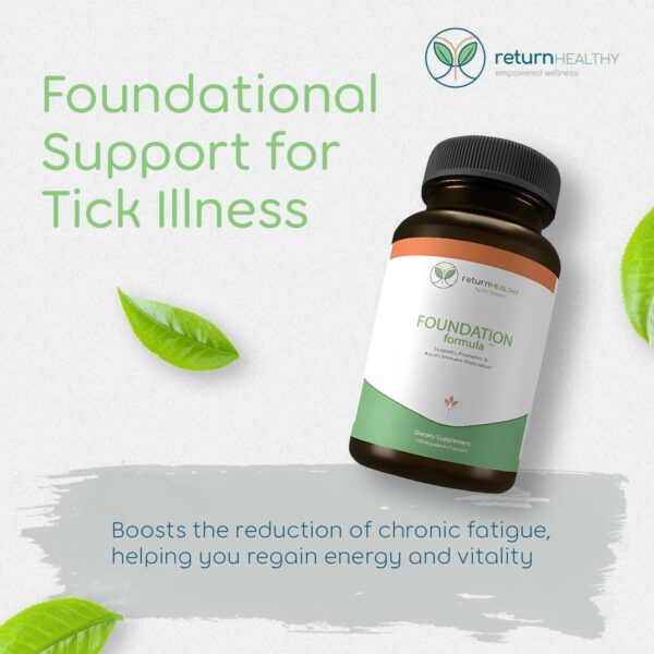 Raíz knotweed japonesa y uña de gato