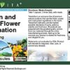 Lado del envase cápsulas TerraVita valeriana y flor de la pasión