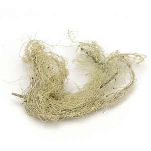 Líquenes enteros Usnea barbata Starwest Botanicals 1 libra