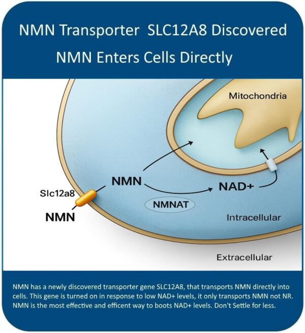 Cápsulas MAAC10 NMN sobre fondo blanco