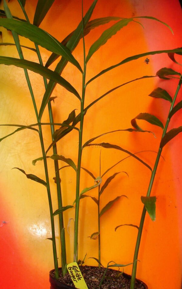 Mall Kerala jengibre raíz para cultivar en casa