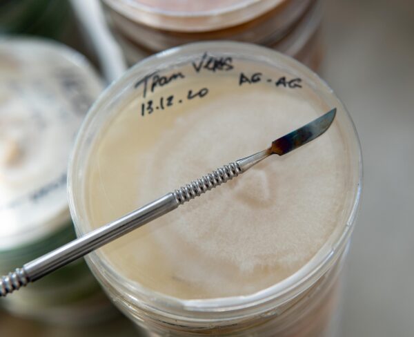 Medio MEA para hongos y bacterias