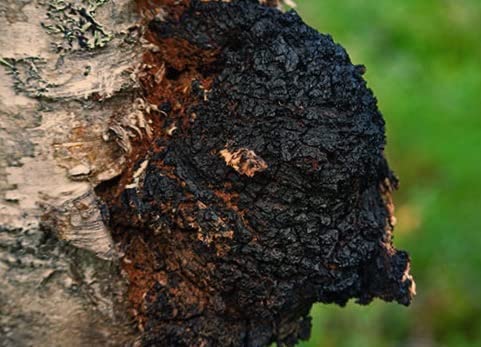 Meteor Mushrooms - Calidad garantizada