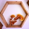 Meteor Mushrooms Reishi en polvo