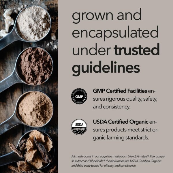 Mezcla de hongos nootrópicos para salud cognitiva e inmunológica