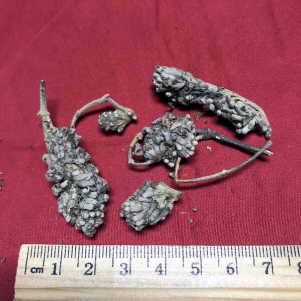 Version 1.0.0 Frente de Mimenghua 密蒙花 100 gramos