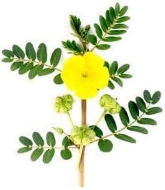 Polvo de gokshura sobre fondo neutro