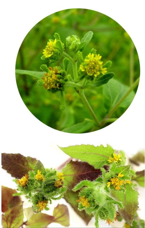 Etiqueta PALPLUS con nombre del producto