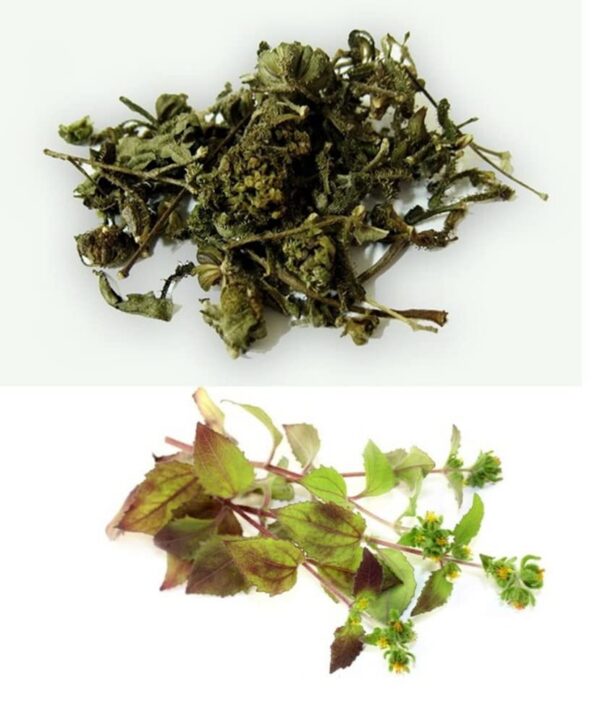 Frasco sellado de St Pauls Wort PALPLUS