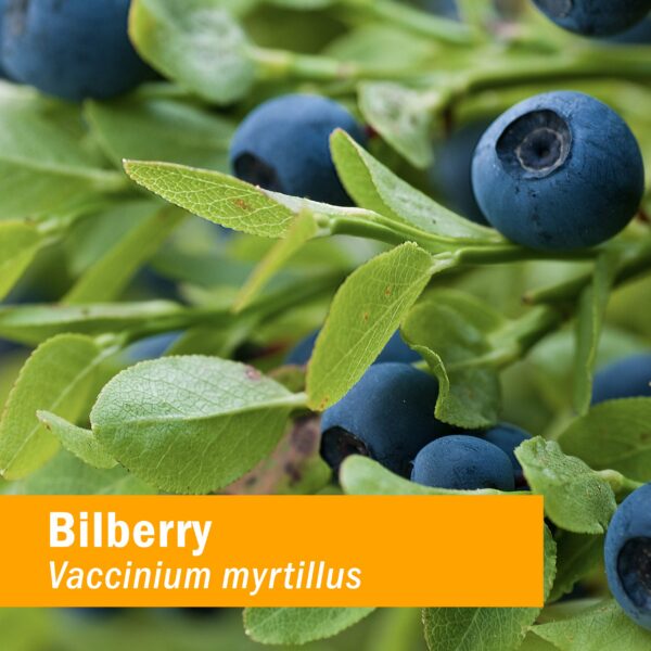 Paquete de 2 botellas extracto herbal para vista Herb Pharm