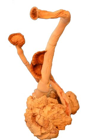 Version 1.0.0 Paquete 30 cápsulas Hongo Leche de Tigre 100% EE.UU. TIGERMM