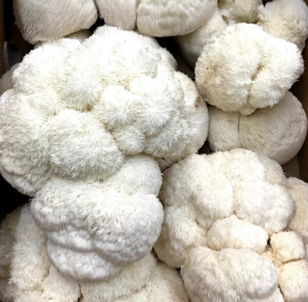 Paquete de 5 cultivos líquidos de micelio Earth Cap Mushrooms