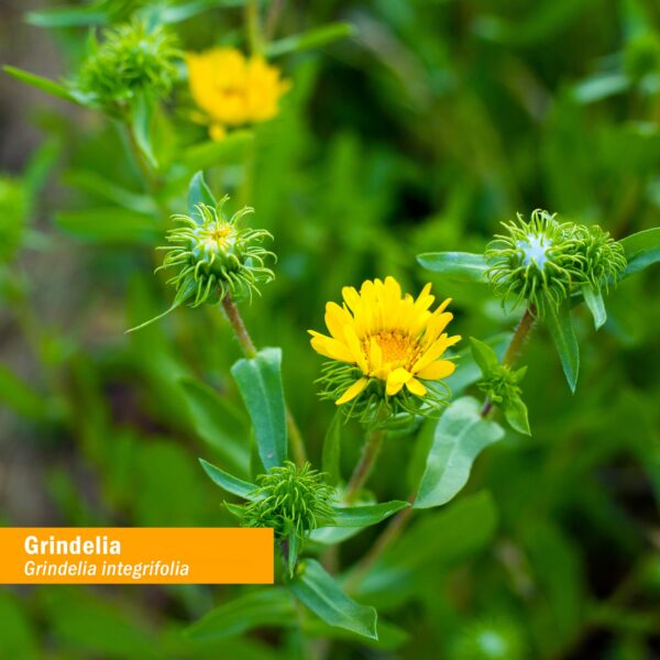 Version 1.0.0 Paquete doble extracto líquido Grindelia Herb Pharm 2x1 onza