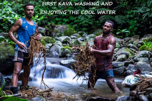 Polvo de Raíz Noble de Kava Directo de Granja Heritage Kava