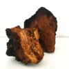 Paquete de hongo Chaga - 25g