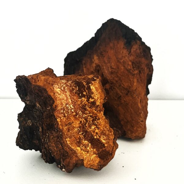 Paquete de hongo Chaga - 25g