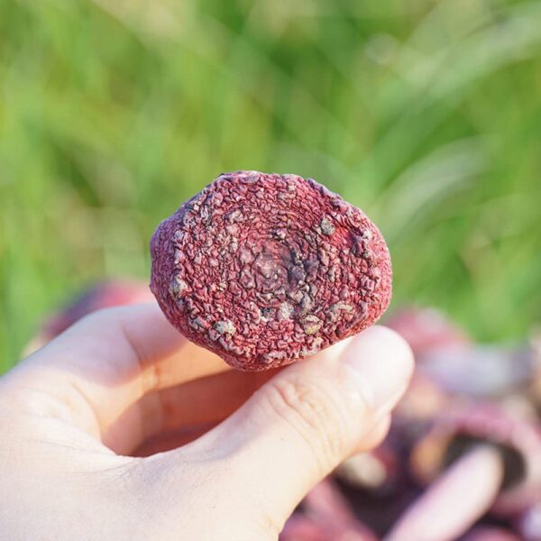 Paquete de Hongo Russula Rojo Seco de 100 gramos