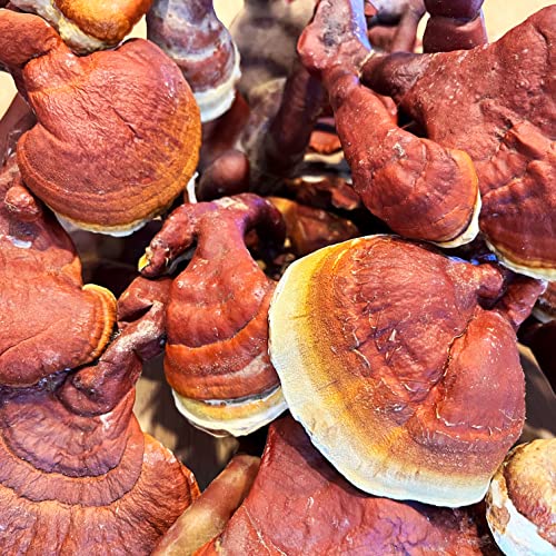 Paquete de hongos Reishi en polvo