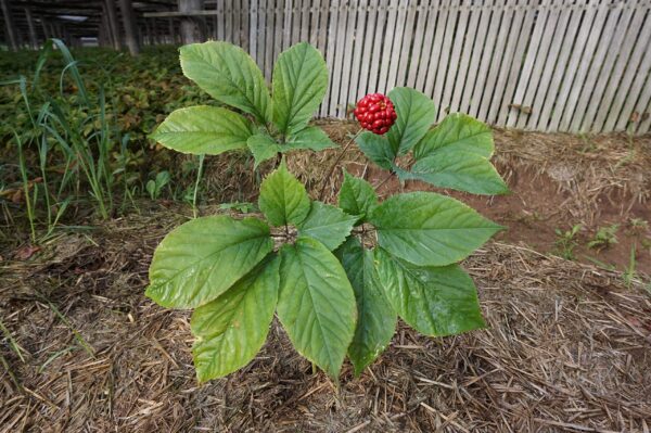 Version 1.0.0 Paquete de semillas de ginseng estratificadas Wisconsin