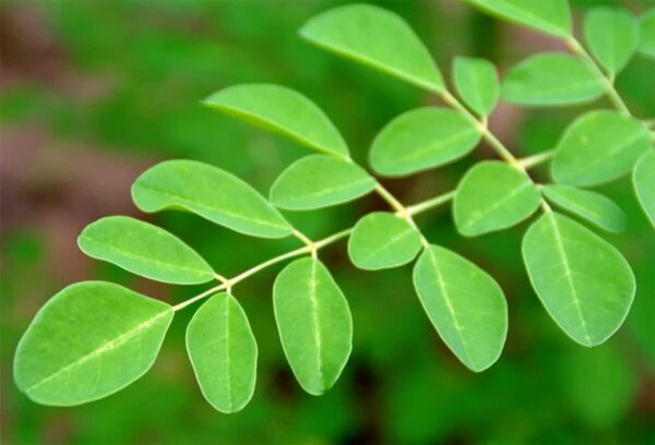 Paquete Starwest Botanicals Moringa oleifera hoja orgánica