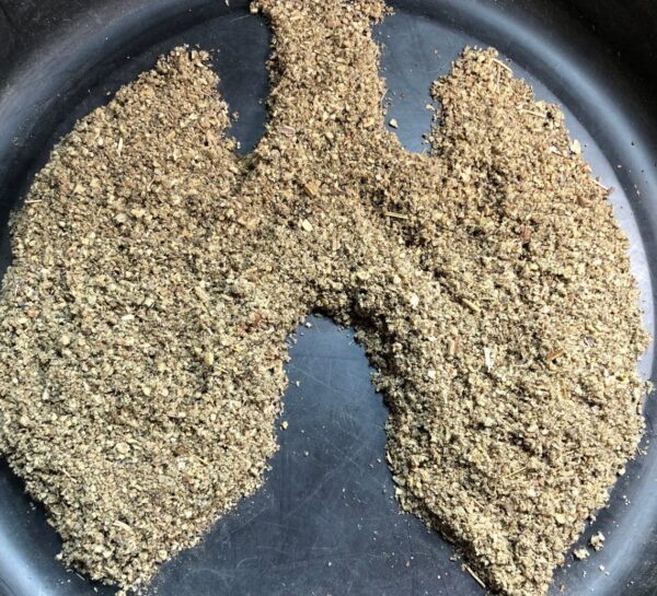 Version 1.0.0 Paquete de té de hojas de gordolobo orgánico para salud pulmonar