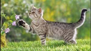 Detalles de la presentación de 32 onzas