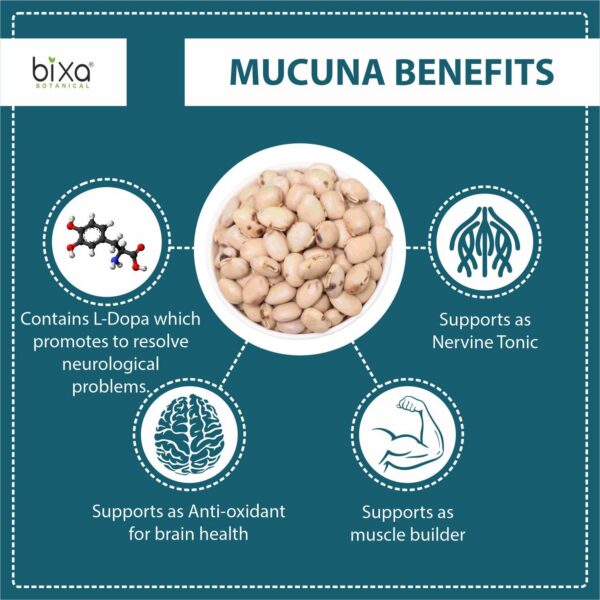 Detalle de polvo blanco Mucuna Pruriens, suplemento ayurvédico