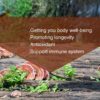 Polvo de esporas con nutrientes ganoderma para bienestar y longevidad