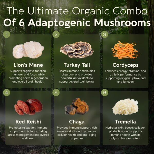 Polvo extracto mezcla de hongos orgánicos Longevity Botanicals