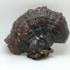 Version 1.0.0 Polvo Ganoderma Lucidum Reishi rojo en cuchara