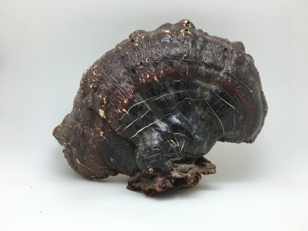 Version 1.0.0 Polvo Ganoderma Lucidum Reishi rojo en cuchara