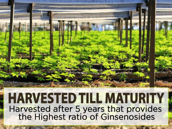 Version 1.0.0 Paquete de polvo ginseng americano AKI para consumo diario