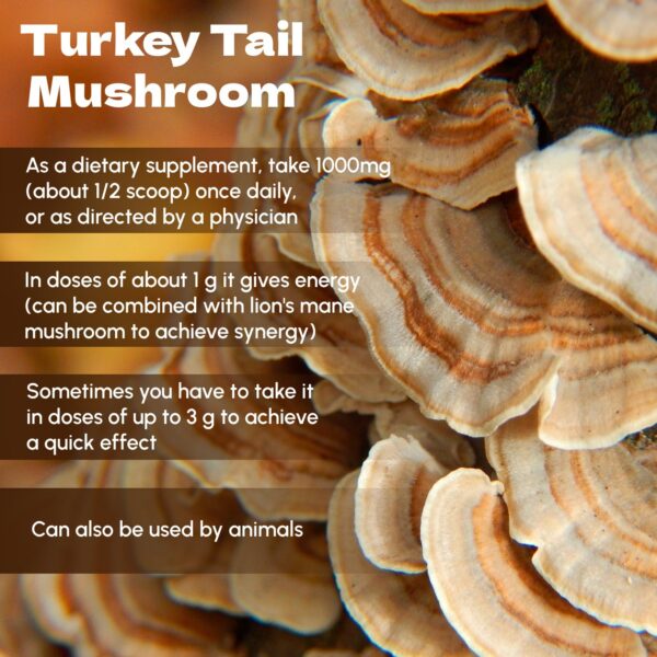 Polvo de hongo cola de pavo en cuchara y taza.