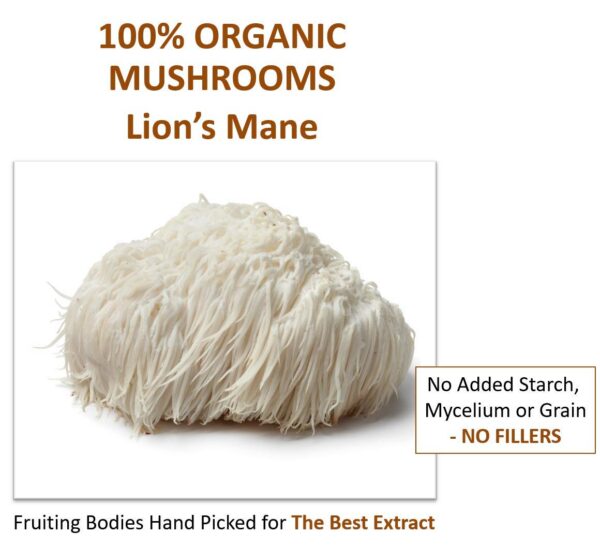 Version 1.0.0 Polvo de melena de león certificado orgánico y vegano Jetsu