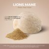 Polvo de Melena de León en envase