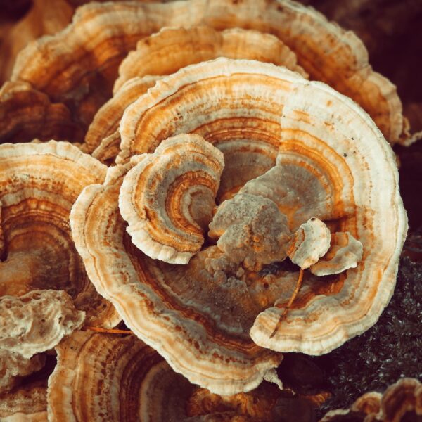 Polvo natural Turkey Tail sin aditivos ni rellenos para uso diario