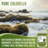 Version 1.0.0 Polvo orgánico chlorella XPRS Nutra nutrientes superalimento