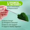 Polvo orgánico de espirulina MAJU en recipiente y polvo