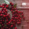 Producto Camu Camu natural exportado de Perú y Brasil
