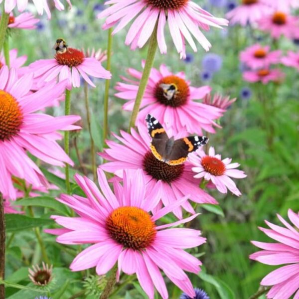 Producto Herb To Body hierba Echinacea Purpurea 4 oz