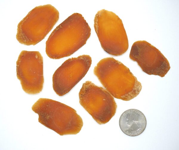 Producto natural Ginseng Panax rojo raíz entera