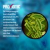 PROVIOTIC probiótico vegano caja vista trasera información
