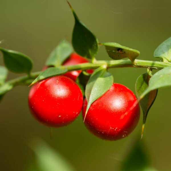 Frente del envase Butcher's Broom