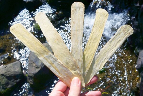 Raíz astrágalo natural para sistema inmune y energía