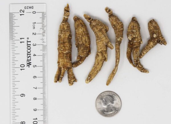 Version 1.0.0 Presentación caja de ginseng americano DABC OAK LAND 227 g