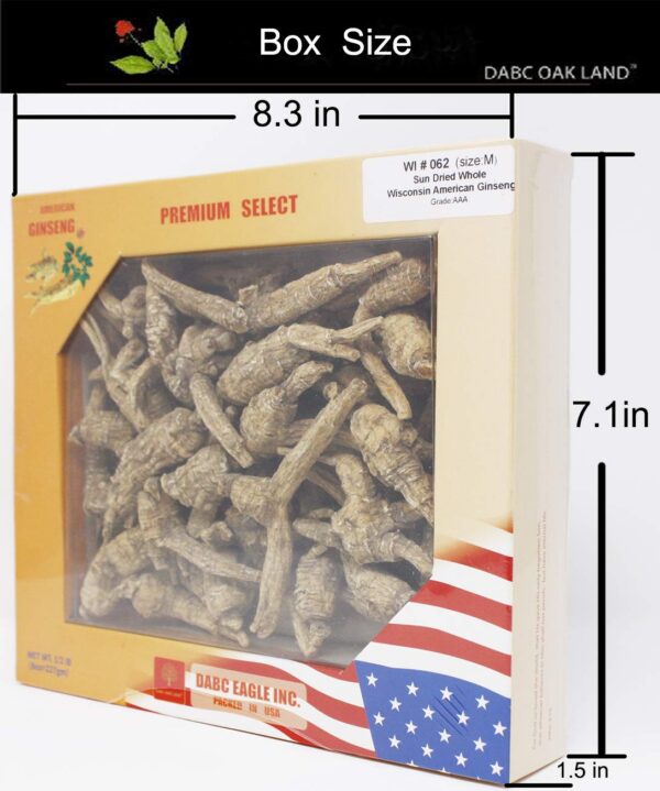 Raíz de ginseng americano medio tamaño cultivado en Wisconsin DABC OAK LAND