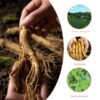 Raíz de ginseng americano puro 8 años para salud y energía