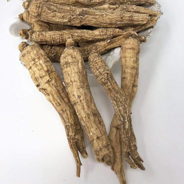 Raíz de ginseng americano Wisconsin caja DABC OAK LAND 453g